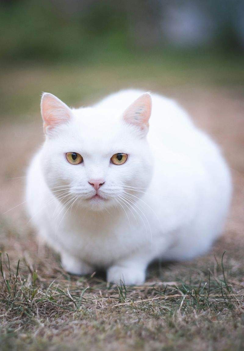 ねこみらいケア株式会社 3